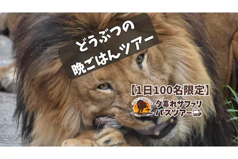 【運行日限定・日本でここだけ！】群馬サファリパーク　日中入園料＋夕暮れサファリ セットチケット【17：00出発】