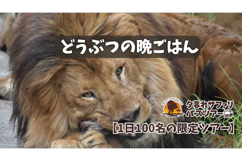 【運行日限定・日本でここだけ！】群馬サファリパーク　日中入園料＋夕暮れサファリ セットチケット【17：00出発】
