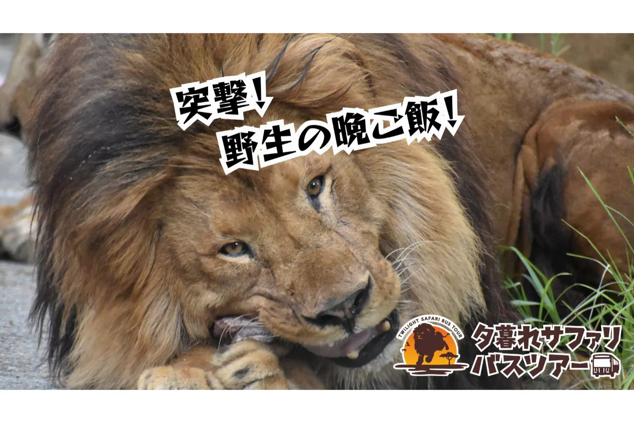 【運行日限定】日中入園料＋夕暮れサファリ セットチケット