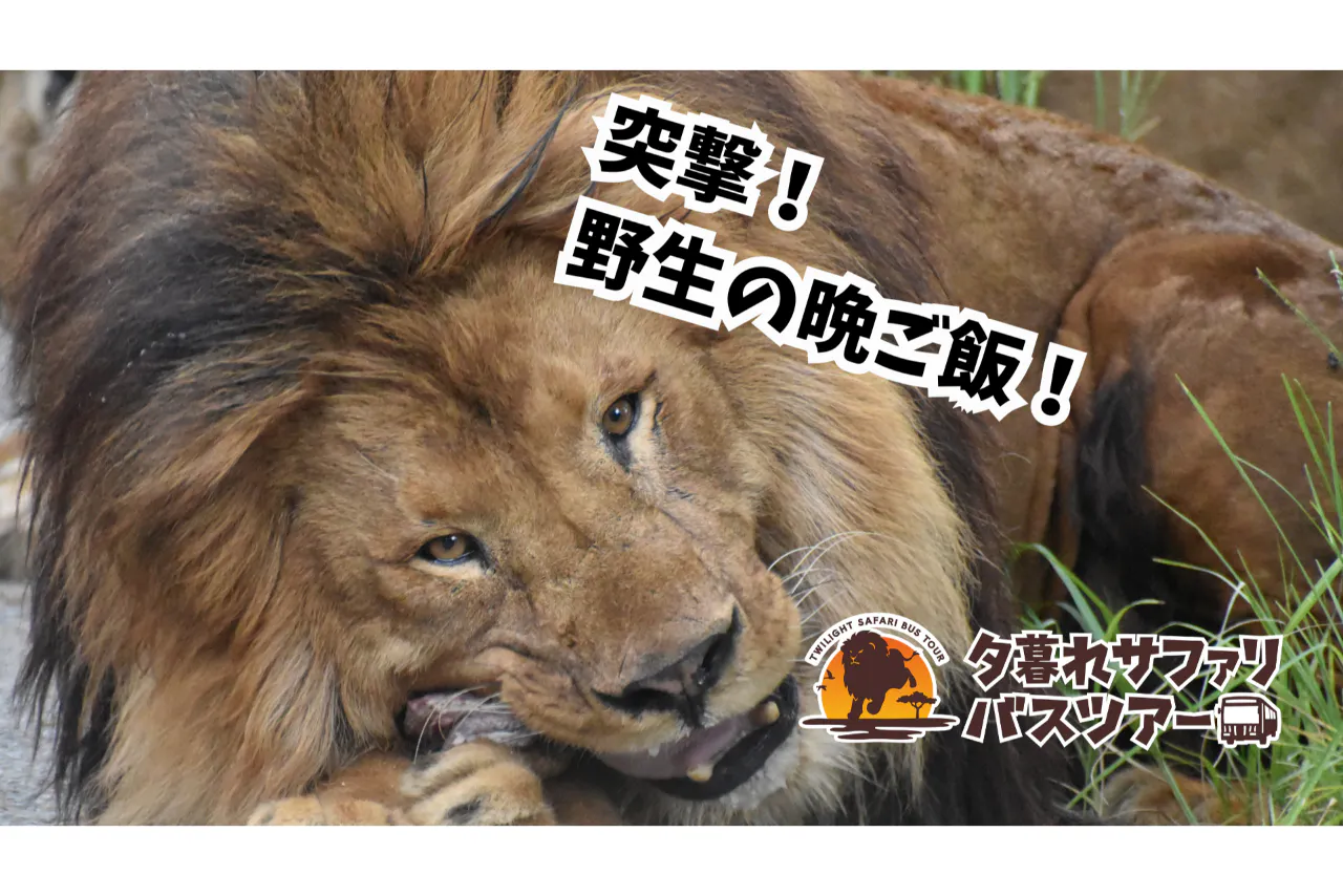 【運行日限定】日中入園料＋夕暮れサファリ セットチケット