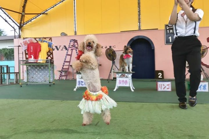 割引 つくばわんわんランド 割引チケット クーポンならアソビュー 割引 つくばわんわんランド 割引チケット クーポンならアソビュー