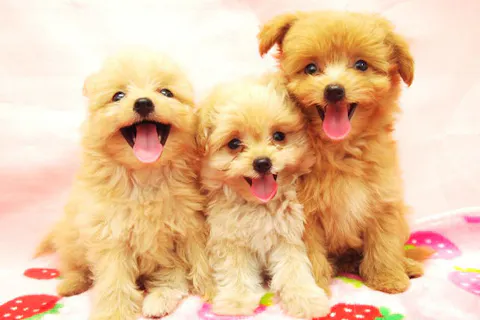 【5月2日～6日のみ利用可能】つくばわんわんランド前売りチケット