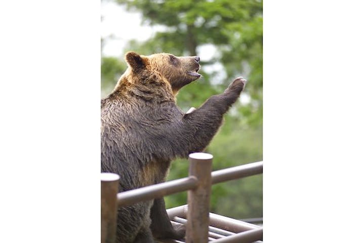 最大250円割引 のぼりべつクマ牧場 クーポン 入園券 アソビュー