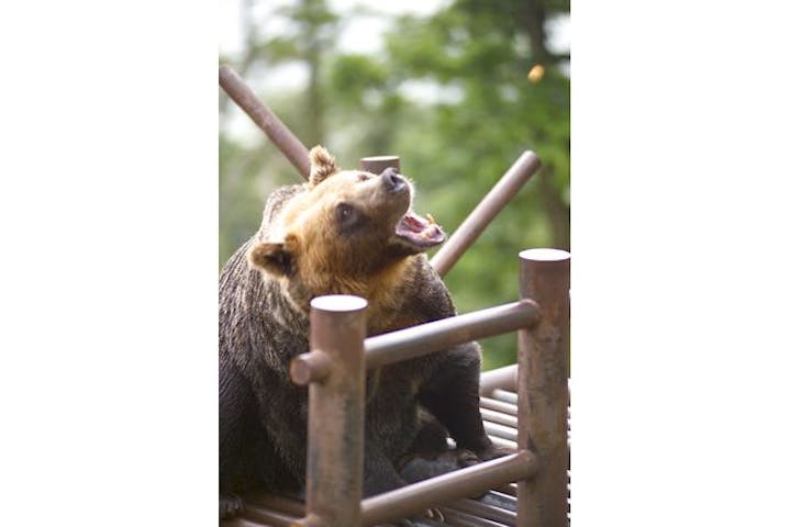 最大250円割引 のぼりべつクマ牧場 クーポン 入園券 アソビュー 最大250円割引 のぼりべつクマ牧場 クーポン 入園券 アソビュー