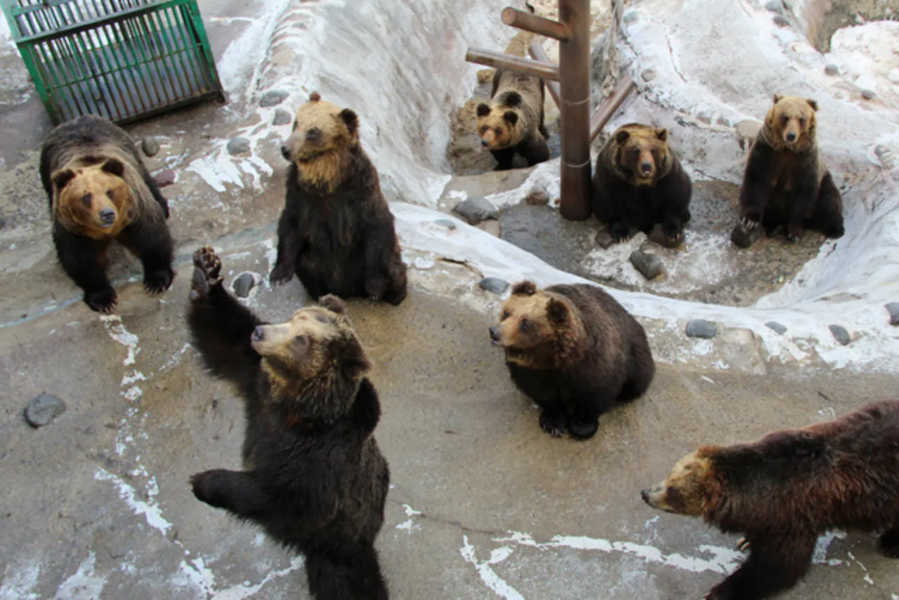 ルスツ 遊園地 入園券  マリンパークニクス のぼりべつクマ牧場 4/29～5/7限定販売！クママリンセットチケットが登場！5/5にはお子様
