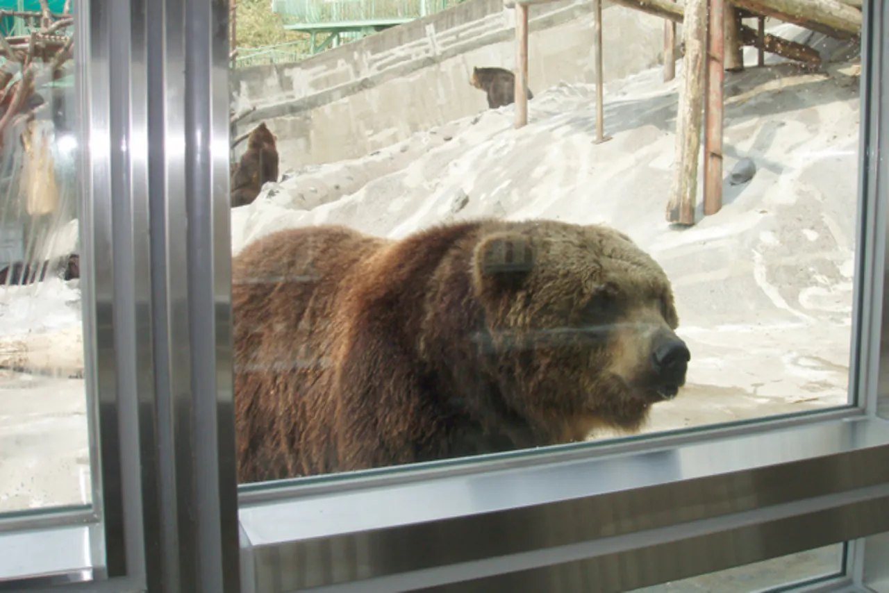 のぼりべつクマ牧場 日付指定入園券｜アソビュー！