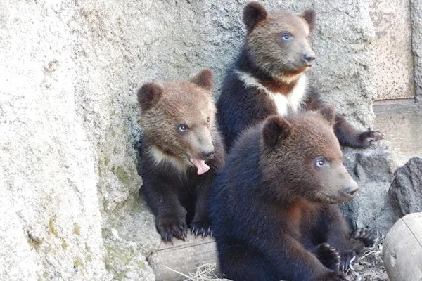 のぼりべつクマ牧場 日付指定入園券|アソビュー! のぼりべつクマ牧場 日付指定入園券|アソビュー!