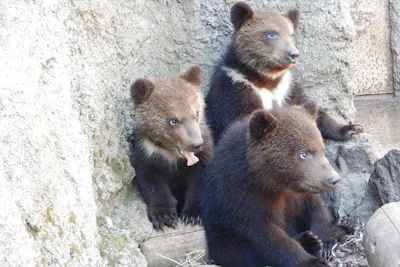 のぼりべつクマ牧場 日付指定入園券｜アソビュー！