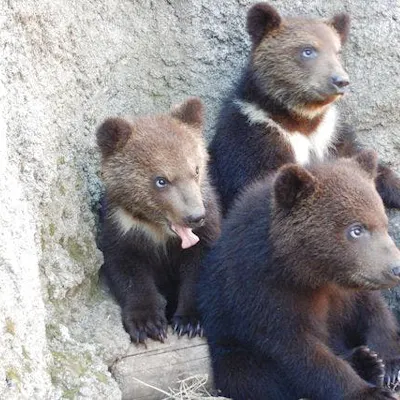 のぼりべつクマ牧場 日付指定入園券|アソビュー! のぼりべつクマ牧場 日付指定入園券|アソビュー!