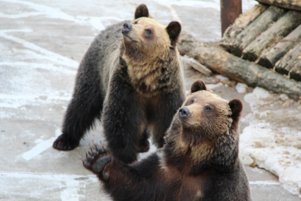 のぼりべつクマ牧場 日付指定入園券｜アソビュー！