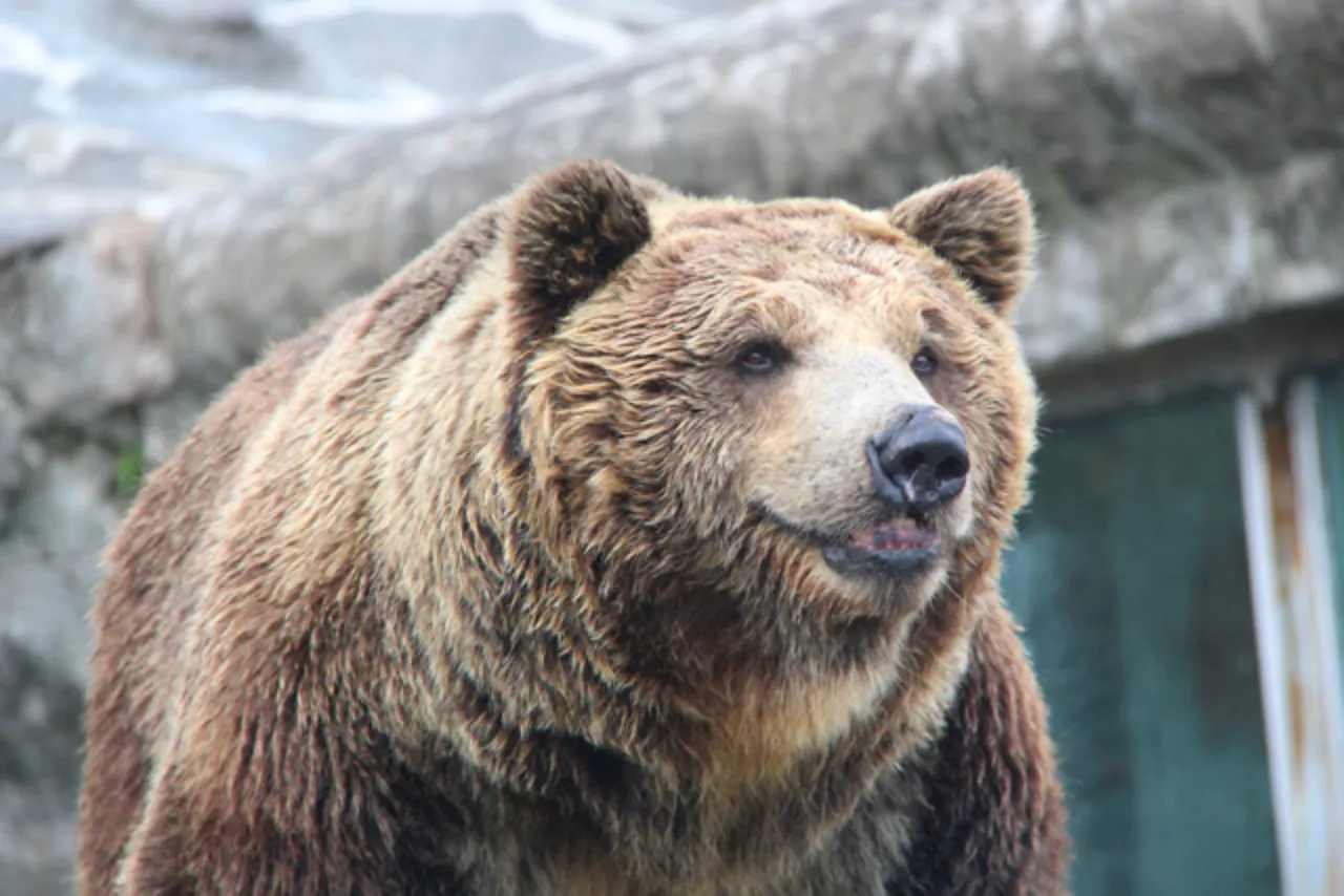 のぼりべつクマ牧場 日付指定入園券 - のぼりべつクマ牧場