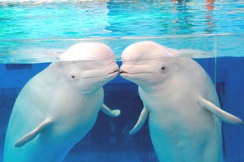 関東 おすすめ水族館まとめ 割引クーポン アソビュー 関東 おすすめ水族館まとめ 割引クーポン アソビュー