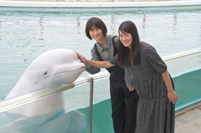 シロイルカのおでこにタッチ ごはん 横浜 八景島シーパラダイス