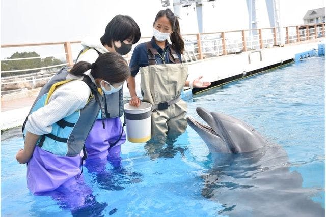 ○イルカとあそぼう～目指せ！ドルフィントレーナー～※ふれあい