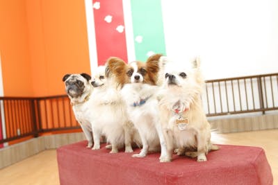 最大210円割引 Ipcわんわん動物園 入館クーポン アソビュー