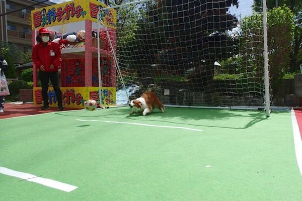 最大210円割引】IPCわんわん動物園 入館クーポン｜アソビュー！