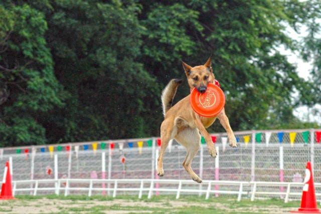 最大210円割引 Ipcわんわん動物園 入館クーポン アソビュー