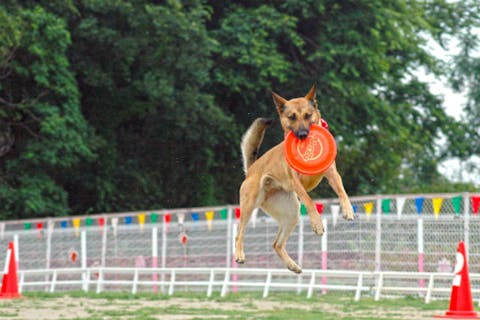 岡崎市の遊び体験 日本最大の体験 遊び予約サイト アソビュー