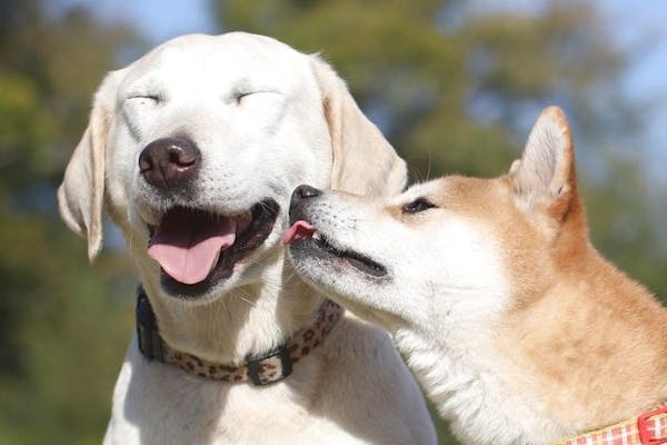 最大210円割引】IPCわんわん動物園 入館クーポン｜アソビュー！