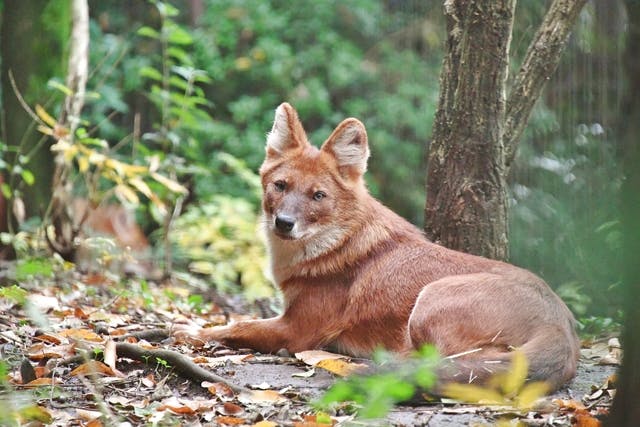 よこはま動物園ズーラシア 電子前売り入園チケット 毎週土曜日は 小 中 高校生は無料 要学生証等 アソビュー