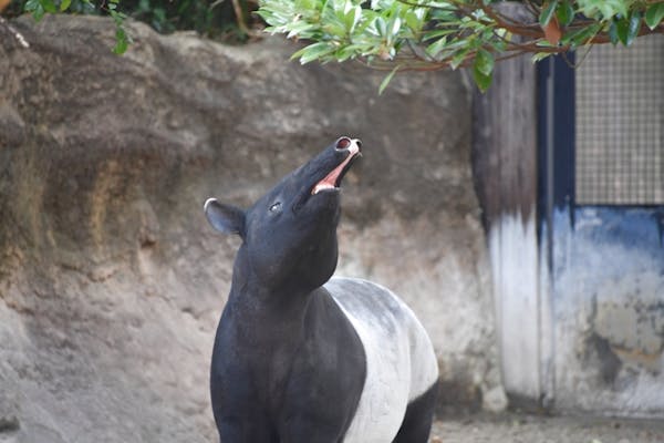 よこはま動物園ズーラシア 電子前売り入園チケット※毎週土曜日は、小・中・高校生は無料（要学生証等）｜アソビュー！