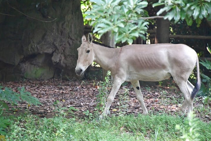 よこはま動物園ズーラシア 割引チケット クーポンならアソビュー