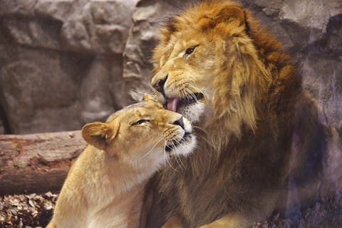 関東 おすすめ動物園一覧 割引クーポン情報 アソビュー