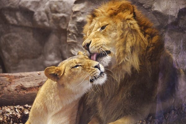 よこはま動物園ズーラシア 電子前売り入園チケット※毎週土曜日は、小・中・高校生は無料（要学生証等）｜アソビュー！