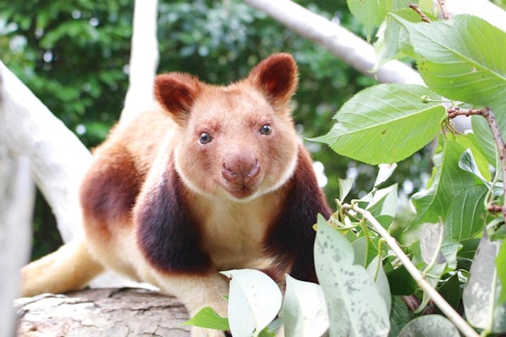 よこはま動物園ズーラシア 割引チケット クーポンならアソビュー