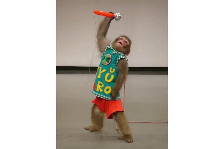 12 割引 河口湖猿まわし劇場 割引チケット クーポンならアソビュー