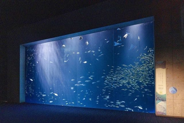 四国水族館 ペアパス（おふたり様専用年間パスポート） - 四国水族館