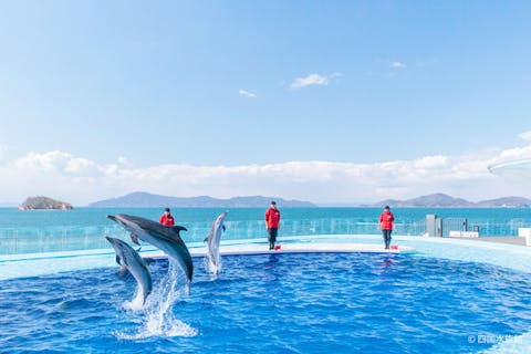 四国水族館 WEB入館券~美しき水中世界に心奪われる非日常体験~｜アソビュー！