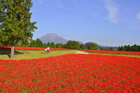 【１～２月】並ばず入れる！とっとり花回廊 入園券