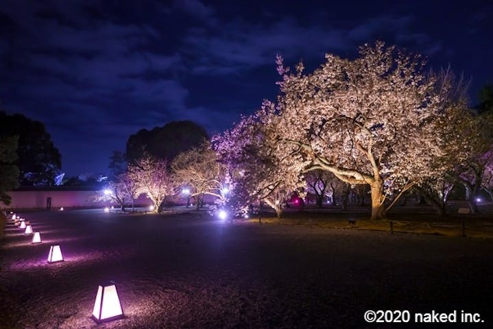 Naked Flowers 21 ー桜ー 世界遺産 二条城 割引チケット クーポンならアソビュー Naked Flowers 21 ー桜ー 世界遺産 二条城 割引チケット クーポンならアソビュー