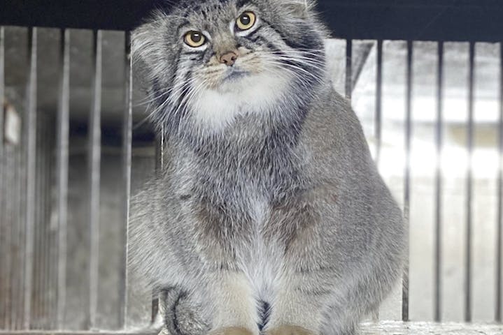 旭川市旭山動物園 割引チケット クーポンならアソビュー