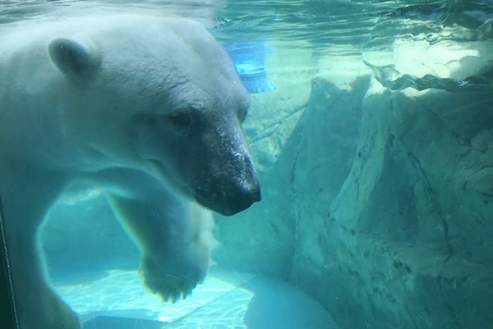 旭山動物園