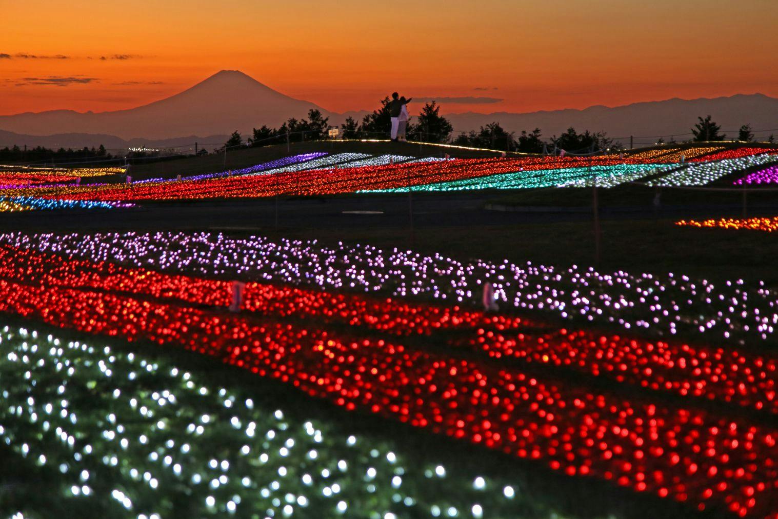 【16:00以降入場可】マザー牧場 イルミネーション2024-2025　光の花園入場チケット