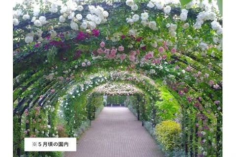 横浜イングリッシュガーデン　「この時期だけの特別な時間！」早朝プレミアム入園券