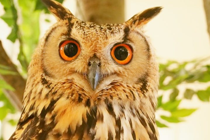 Moff animal cafe 小田原ダイナシティ店