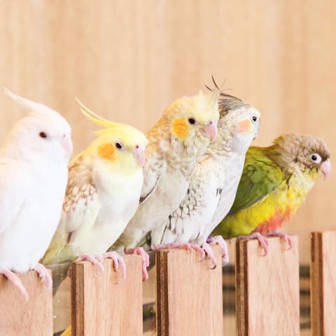 100円割引 Moff Animal Cafe 小田原ダイナシティ店 お得な特典付き利用券 アソビュー 100円割引 Moff Animal Cafe 小田原ダイナシティ店 お得な特典付き利用券 アソビュー