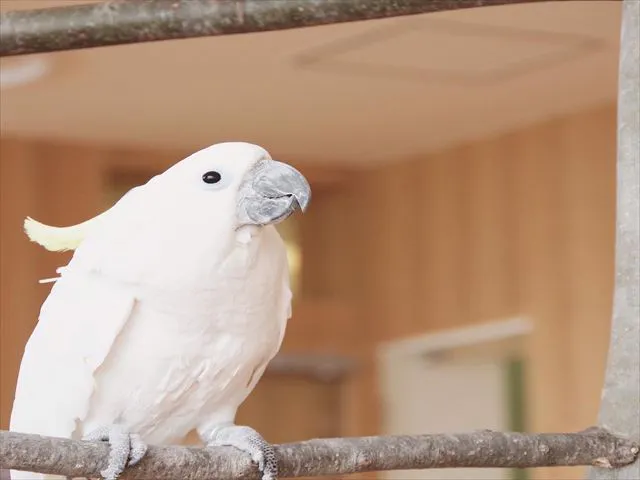7 割引 Moff Animal Cafe 小田原ダイナシティ店 割引チケット クーポンならアソビュー