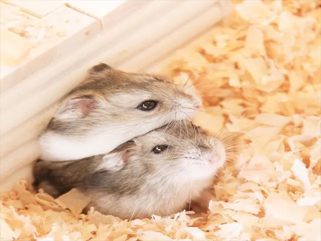 7 割引 Moff Animal Cafe 小田原ダイナシティ店 割引チケット クーポンならアソビュー
