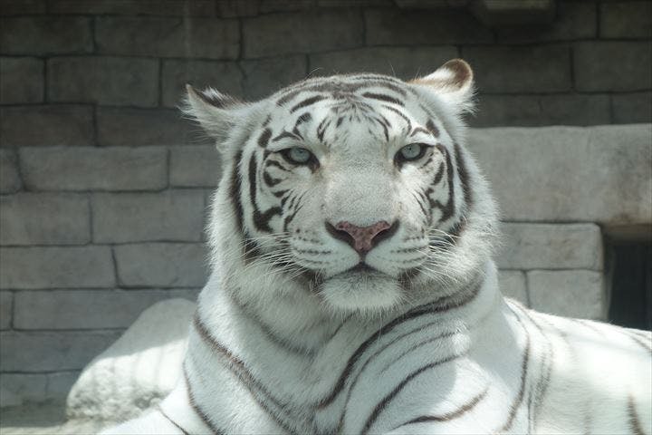 東武動物公園 動物園と遊園地を一度に楽しむ Rainbow Diary