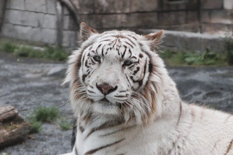 日付指定 入園券