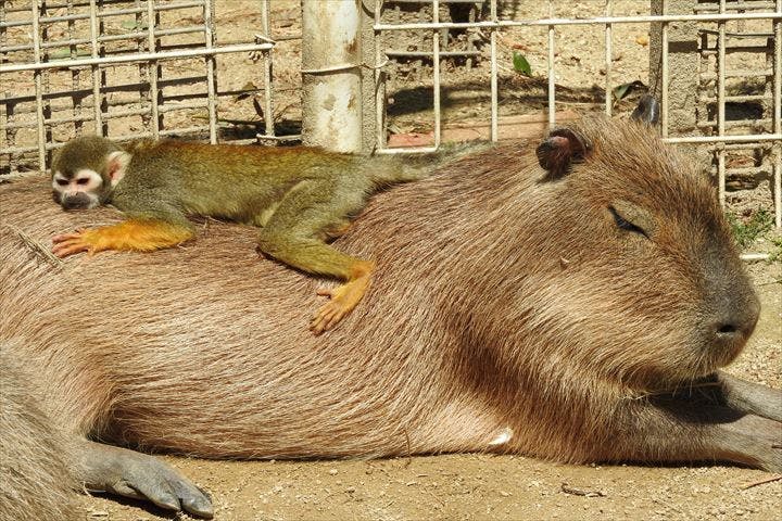 日付指定 入園券 - 東武動物公園