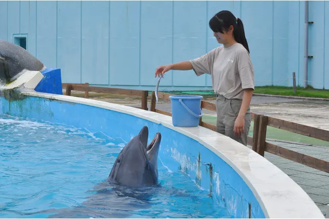 9月まで 南知多ビーチランド イルカにエサをあげよう 別途入園料必要 アソビュー