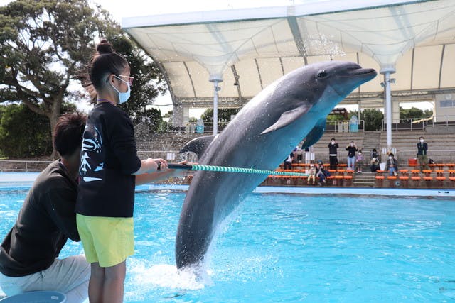 南知多ビーチランド 飼育員体験 小学校1年生 3年生用 別途入園料必要 アソビュー