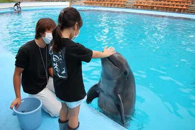 南知多ビーチランドプレミアムイベント 飼育員体験 小学校1年生 3年生用 別途入園料必要 アソビュー