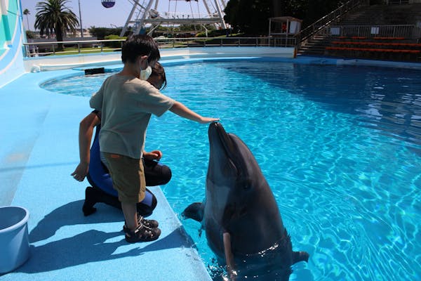 南知多ビーチランド イルカ教室 別途入園料必要 アソビュー