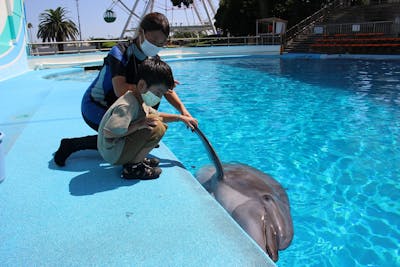 南知多ビーチランド イルカ教室 別途入園料必要 アソビュー